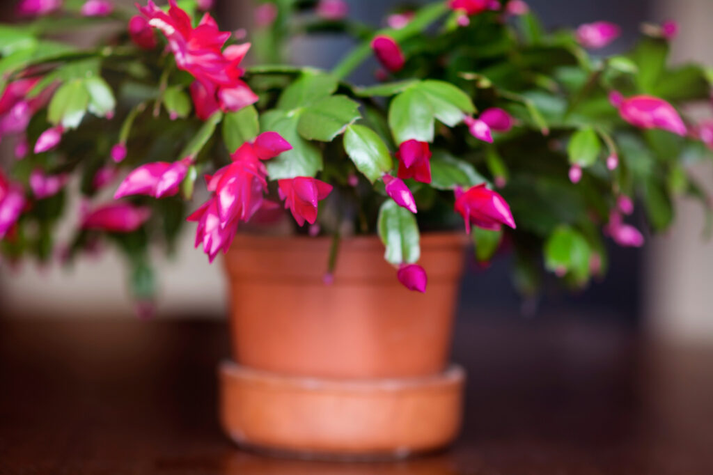 Close up of Christmas Cactus Flower in a brown Pot