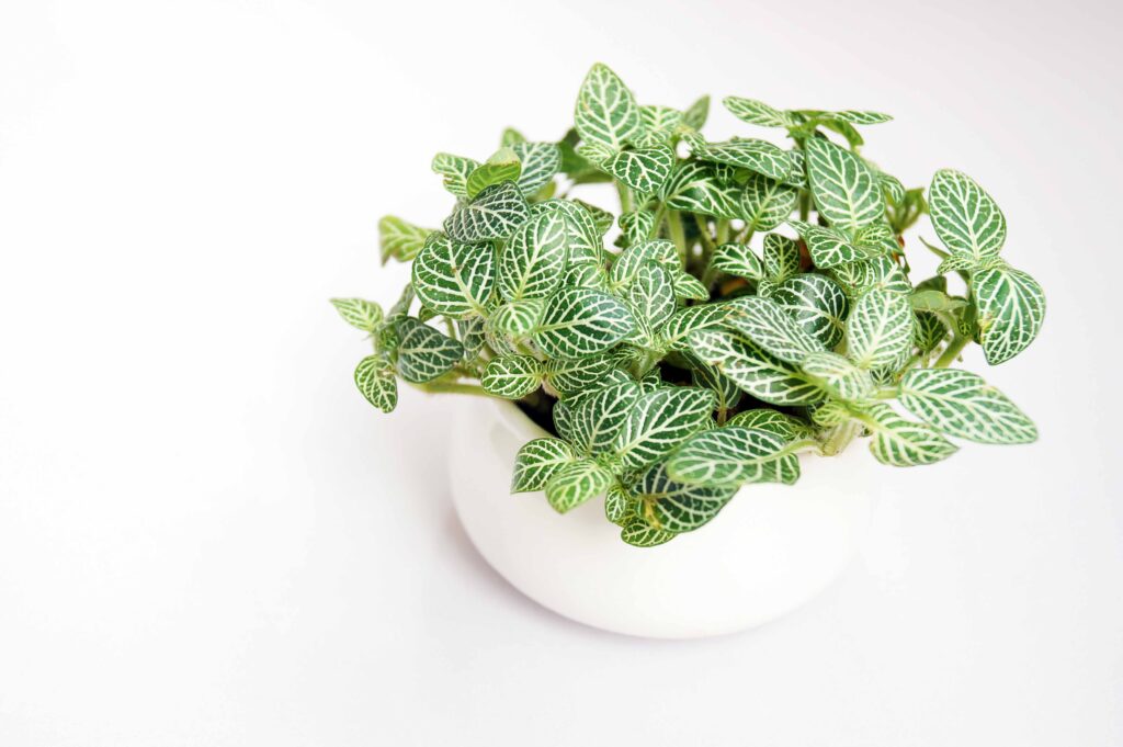 Fittonia Nerve plant in white pot on white background