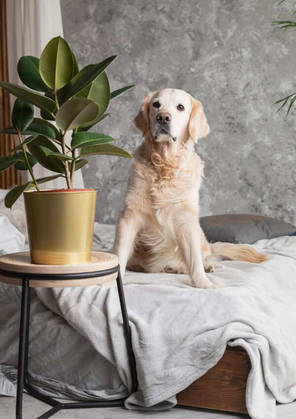 Golden Retriever puppy on bed with gray blanket surrounded by plants