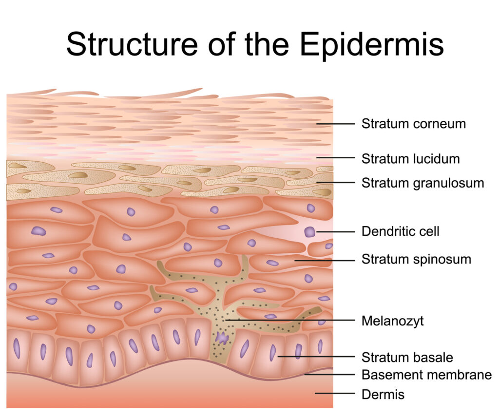 Structure of epidermis graphic showing different layers of the epidermis